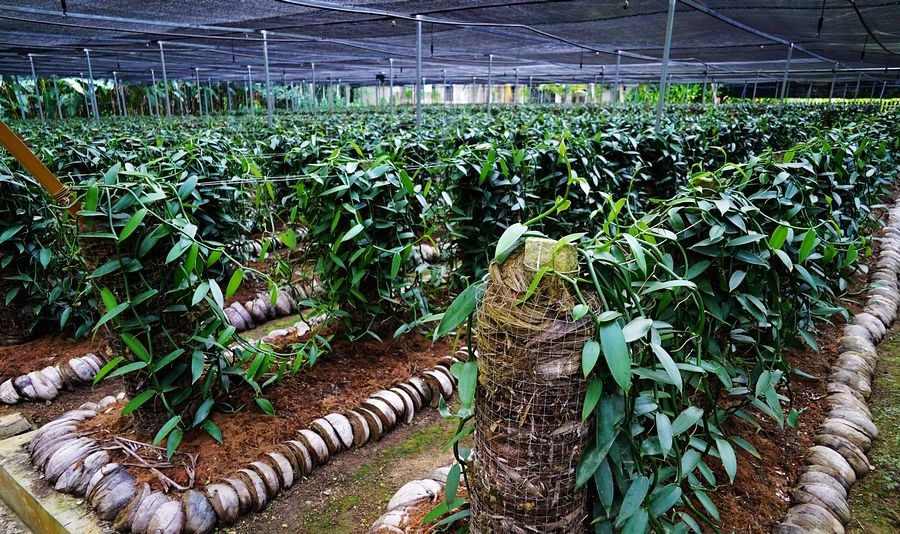 海南兴隆植物园的镇园之宝---“见血封喉”