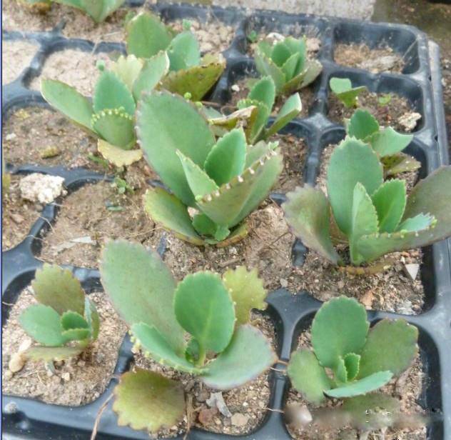 为什么我老是把花养死了,花养死了要丢掉吗