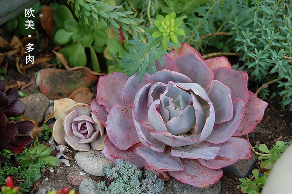 多肉张狂起来,狂野型多肉