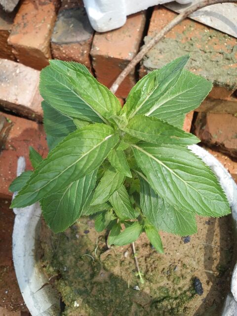 夏天到了容易长痱子如何处理,夏天痱子怎么治好得快