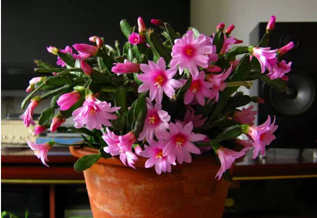 每日一花花语,每日一花之杜鹃花