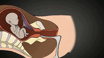 LAN《性、安全、录像带》