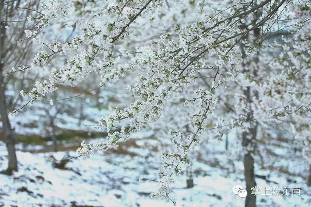 世界观赏樱花的3个地方,看樱花了吗