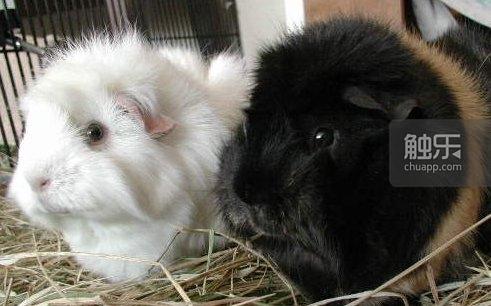 星露谷物语发生了什么事,星露谷物语第一次被嫌弃