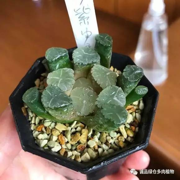 日本特价展会,日本多肉植物博览会