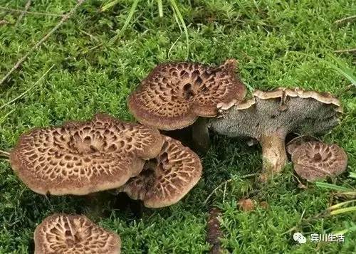 请不要对着手机流口水\^O^/宾川鸡足山正疯长的野生菌