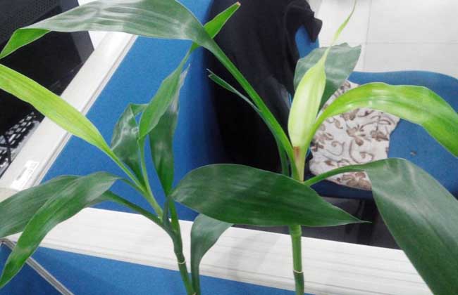 如何养好观音竹叶子不会变黄,观音竹叶子发黄怎么修剪