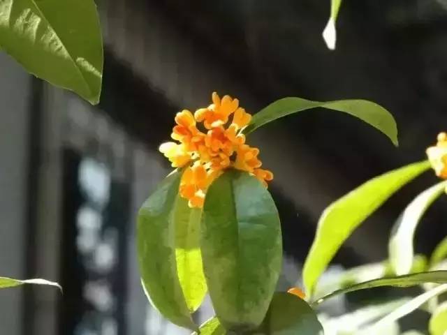 华中师大光谷学校,华中师大