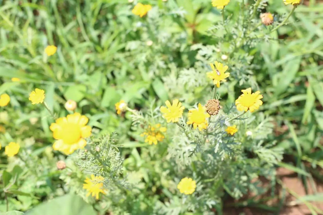 实拍鲅鱼圈“金色海洋”！和你的Ta来场“沉默”的邂逅……