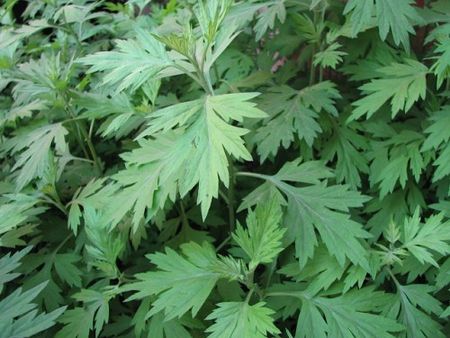 艾灸天突的好处与功效,中医艾灸阴天能不能灸