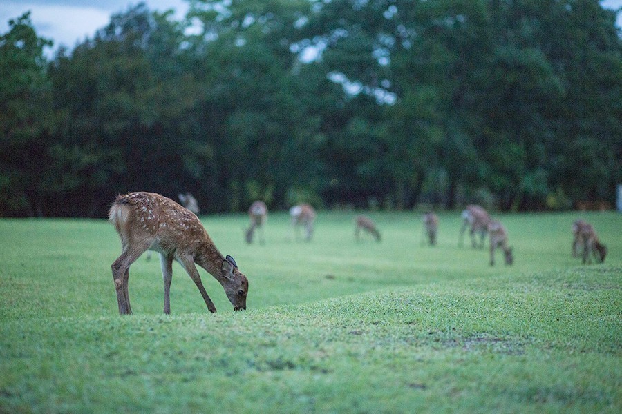 奈良:大和原点|行舍专栏