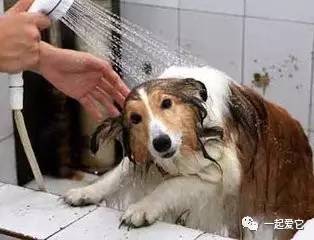 养宠知识宠物狗泪痕怎么处理掉,养宠小知识狗狗拉虫子还吐怎么办