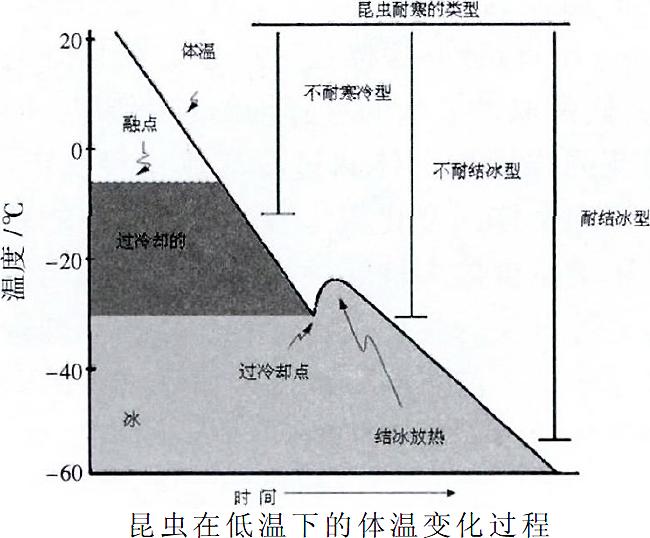 昆虫蛰伏期多长时间,昆虫越冬怎么消灭