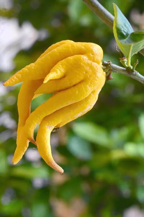 佛手柑精油功效和作用,佛手柑精油的功效作用