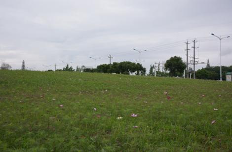 双流赏花一日游最佳景点,双流附近看花景点在哪里