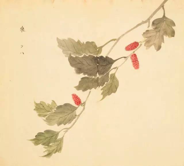 寻溯·花与草的诗情画意