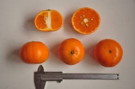 柑橘新品种选育及发展概况,带你认识柑橘新优品种