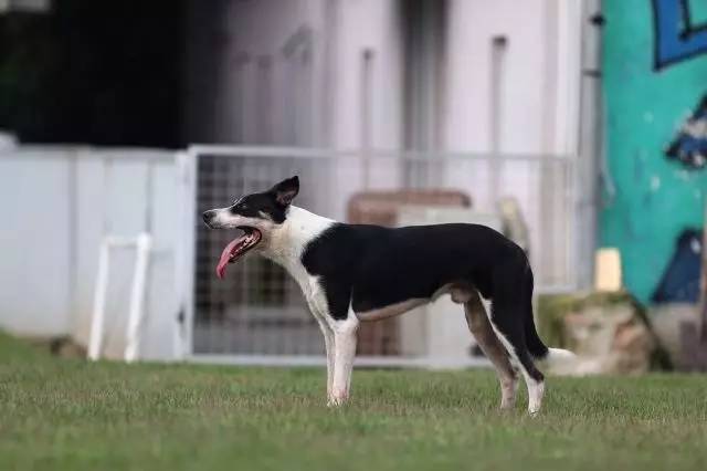 遇到讨厌狗狗的邻居怎么办,如何对付讨厌狗狗的人