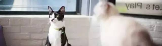 泰好食泰式融合菜小酒馆,泰好食泰式餐厅