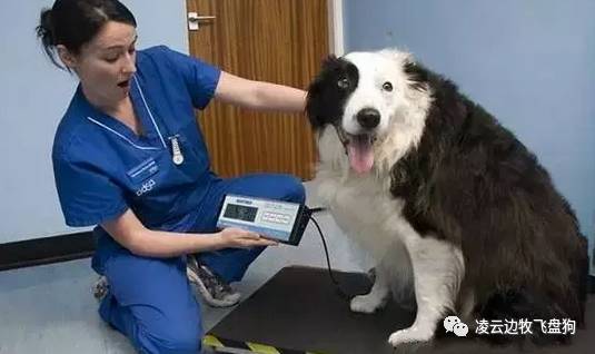 边牧喉咙像卡住一样咳嗽,边牧幼犬呼吸道感染怎么治疗