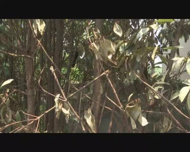 汗蒸给蒸中暑了搞笑视频,居然中暑了