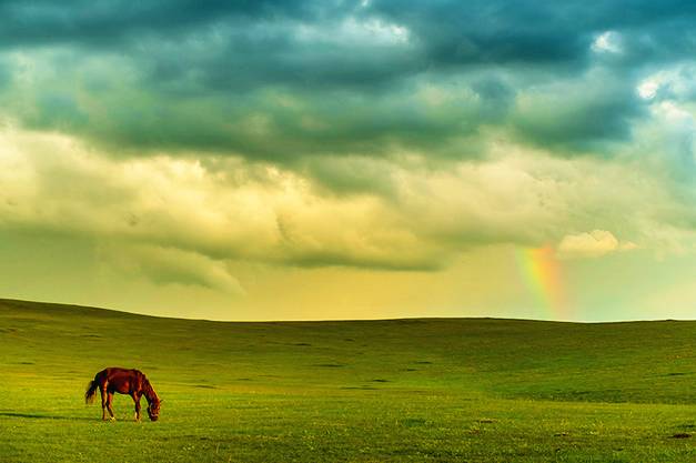 对不起，我去草原了，别再找我了……