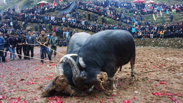 苗寨斗牛风俗视频,苗寨斗牛活动
