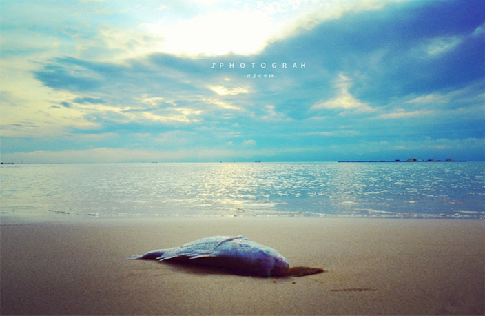 秦皇岛适合带狗去的地方,北戴河的民宿带狗的可以去吗