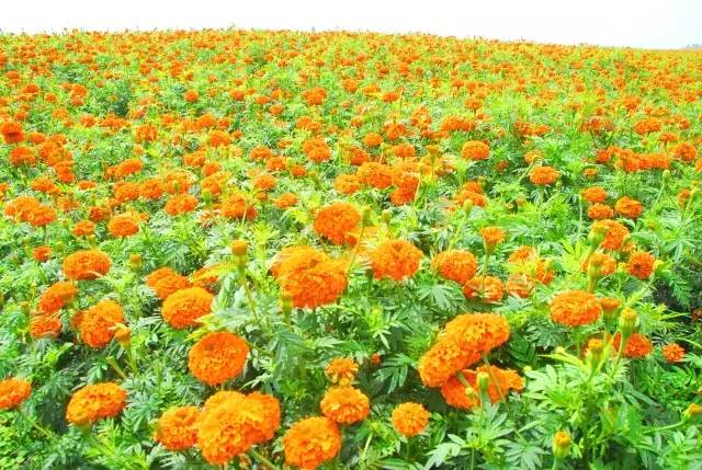 满城尽带黄金甲！开远这地儿已美成童话，你若不来，花为谁开？