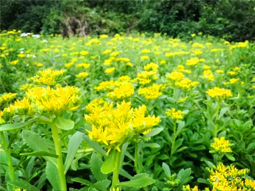 你不得不知的茶文化,你不得不知的龙井茶