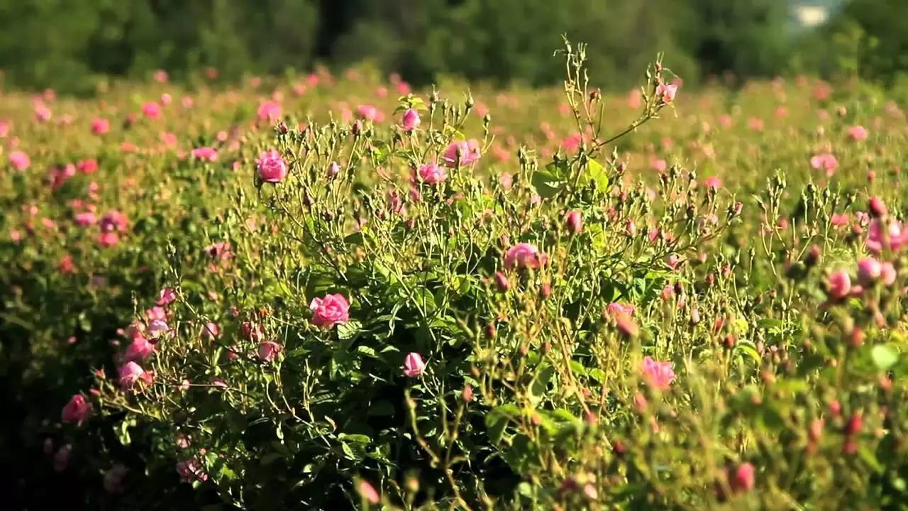 星球·掠影｜蔚蓝海岸必去的最美小镇，有过你的足迹吗？