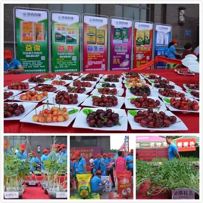 樱桃益生元菌肥,大连益生元生物菌肥