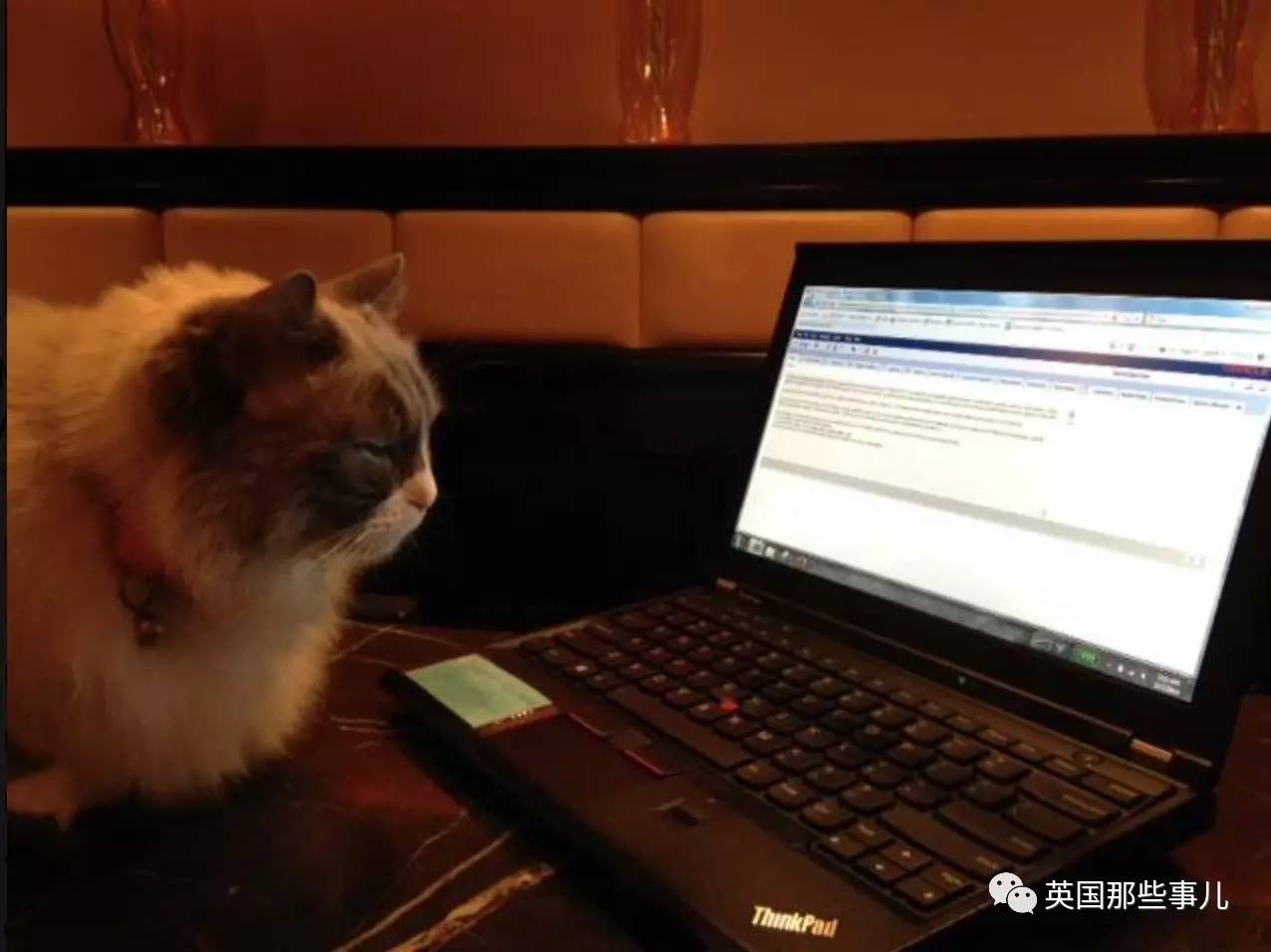 在职7年的喵掌柜终于退休，勤勤恳恳主动加班……对接任的也是放心不下啊……