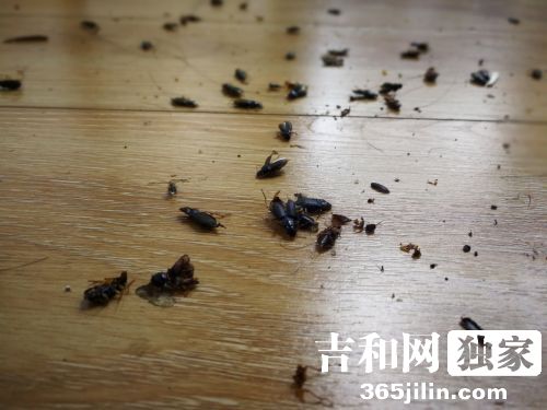 家里出现黑色小甲壳虫,房间里出现很多小小的黑色甲壳虫