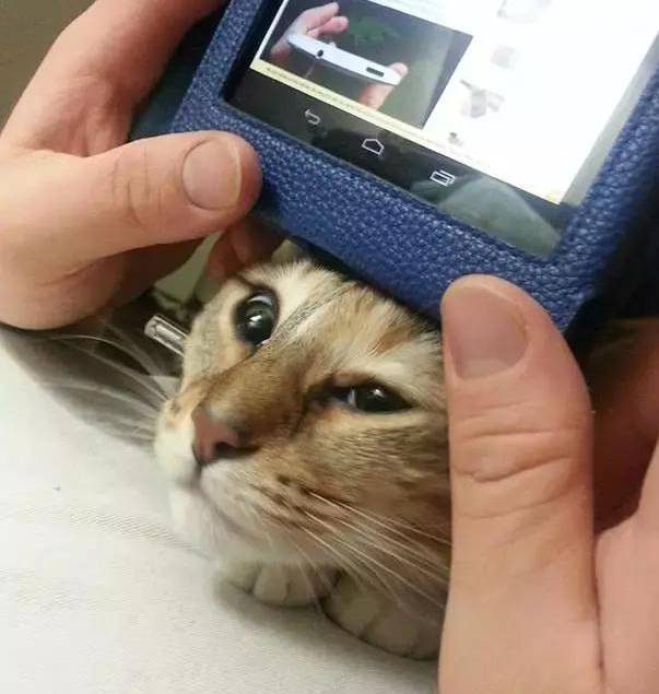 自从养了狗就没有了朋友,自从养了狗就没有朋友