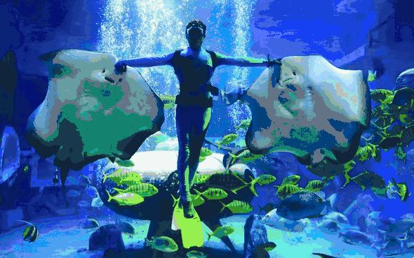 孩子去极地馆总是玩不够？现在一家三口无限次畅游只要650元｜还有机会抢免费门票