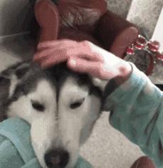 自从养了狗就没有了朋友,自从养了狗就没有朋友