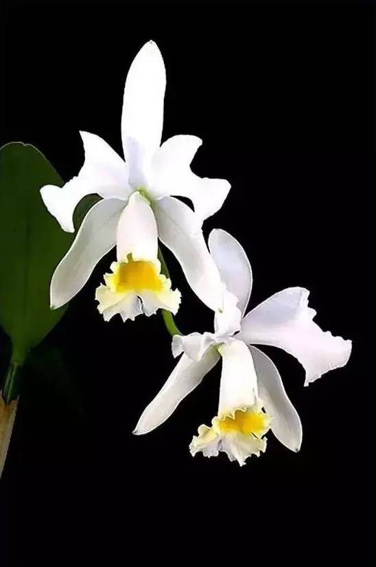 苍山珍稀兰花品种有哪些,顶级珍稀兰花品种大全视频