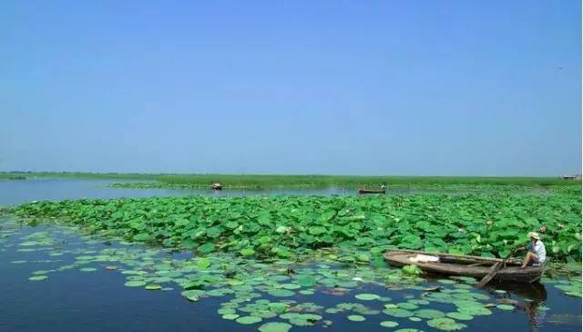 独爱莲花,美文欣赏余秋雨笔下的爱