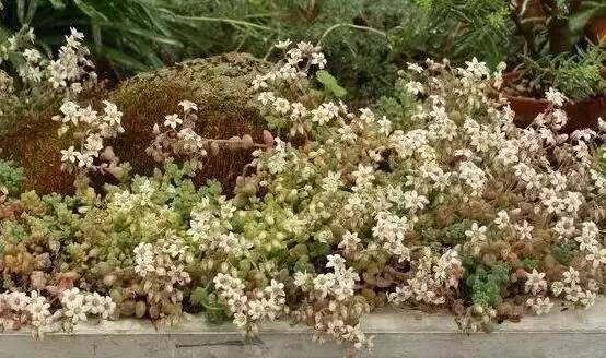 姬星美人和旋叶姬星美人的区别,姬星美人怎么养才能更旺盛