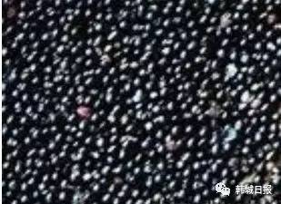 韩城哪个地方的花椒最好 (韩城花椒推荐)