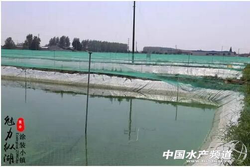 泥鳅养殖技术的最新视频,泥鳅养殖技术和视频