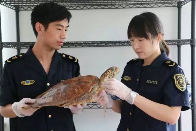 截获万花筒｜日本玳瑁、韩国金蛋、老挝蜂猴、台湾牛樟芝、非洲环尾蜥……