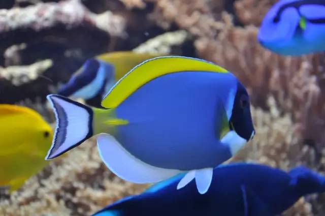 海缸小虫怎么培养,怎么驯服海缸里面的小恶魔