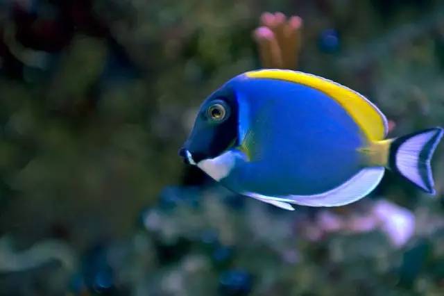 海缸小虫怎么培养,怎么驯服小恶魔