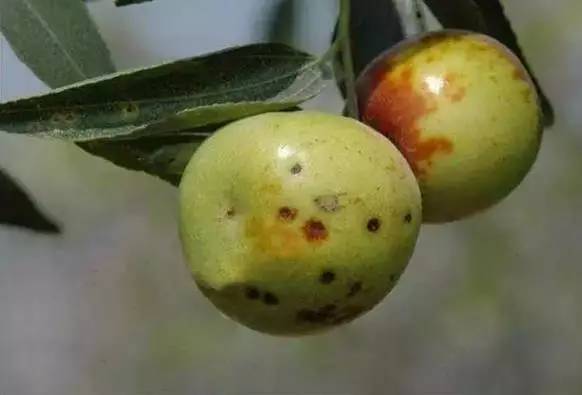 枣树的常见病虫害防治方法,枣树病虫害防治方法与技术