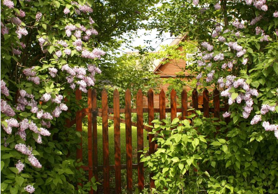 二十四节气夏季养生小知识,节气养生夏至养阳护阴度盛夏