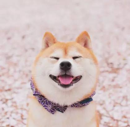 「福利」这周末有一场和宠物的约会等你来，小布送票送助攻→