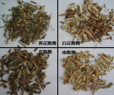 中药知识必学白丁香,中药知识必学旱莲草