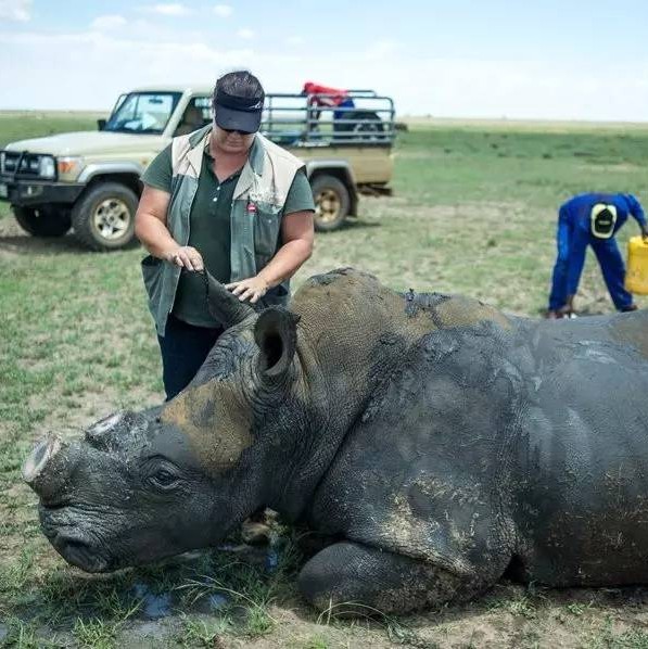 犀角药用如何,犀角为什么可以入药